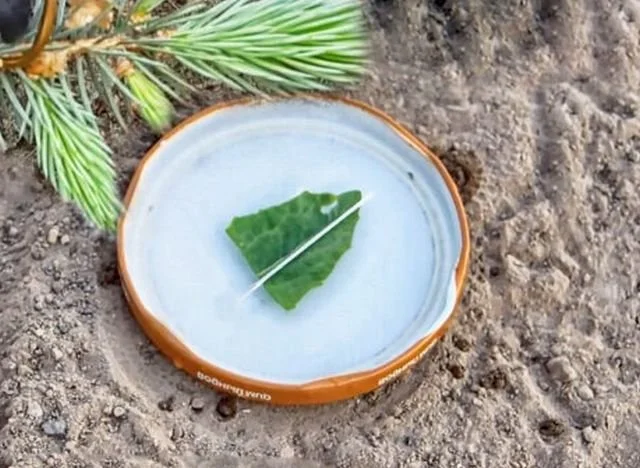 10 полезных лайфхаков для выживания в лесу, которые могут спасти жизнь