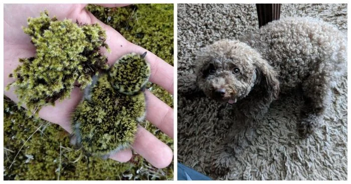 Суперспособности животных: как природа позаботилась о защите