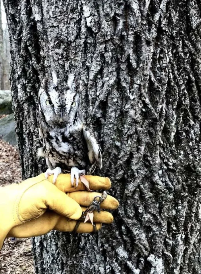 Суперспособности животных: как природа позаботилась о защите