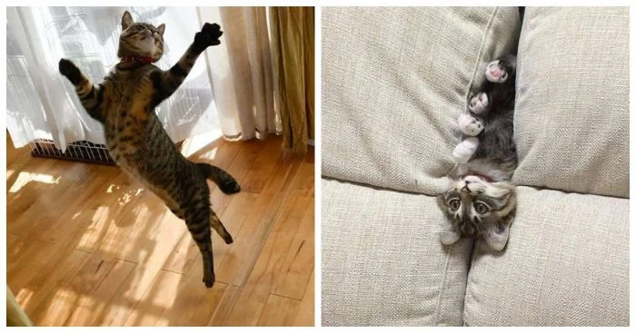 Как прожить день счастливо и продуктивно: советы от котика