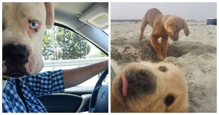 20 собак, которые стали фотобомбами и поразили всех