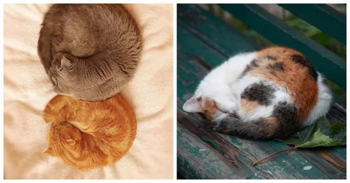 22+ котобулочки, которые докажут, что идеальная форма — это пушистый клубок