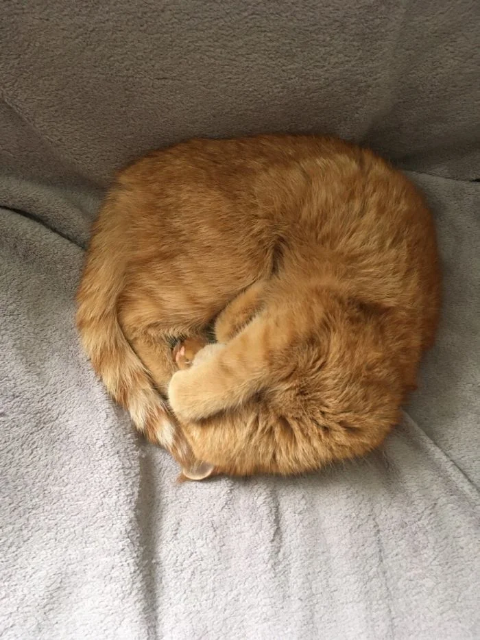 22+ котобулочки, которые докажут, что идеальная форма — это пушистый клубок