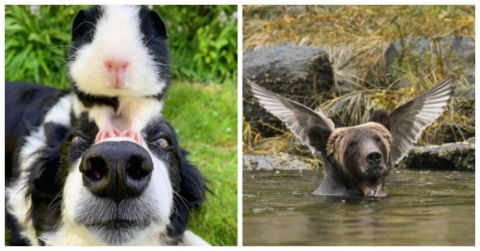 20 забавных животных, которые моментально поднимут вам настроение