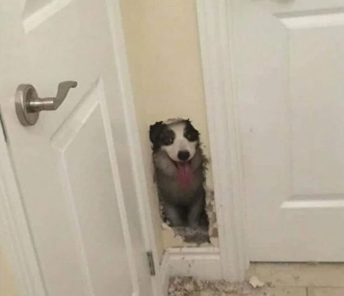 20 забавных животных, которые моментально поднимут вам настроение