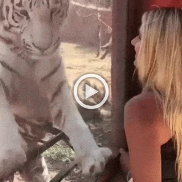 Анимационные гифки