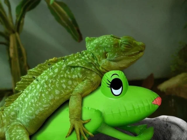 Свежо и смешно!