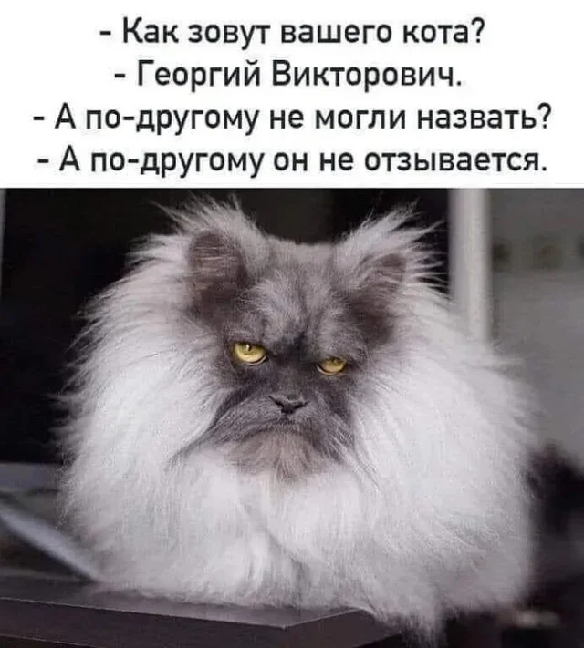 Кото-баяны