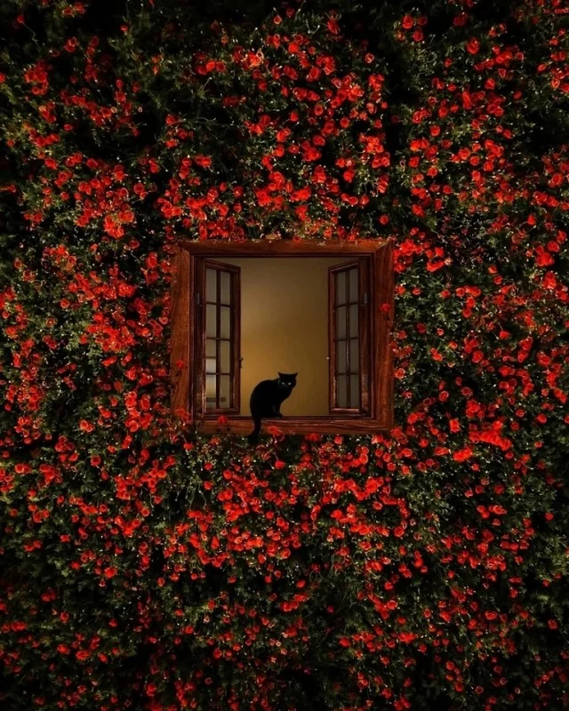 Свежо, смешно!