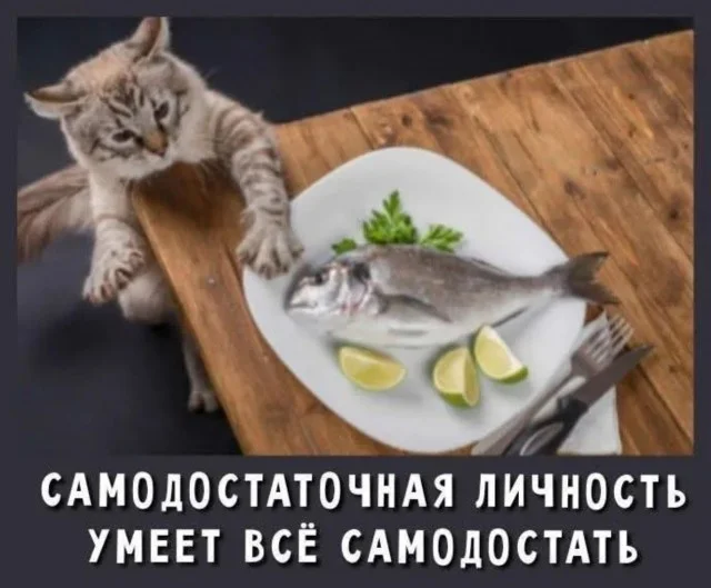 Кото-юмор