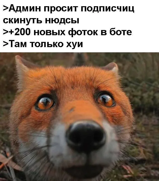 Юмор для супер взрослых
