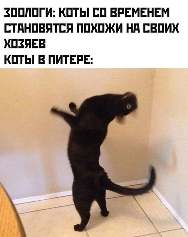 Нестандартный юмор #311