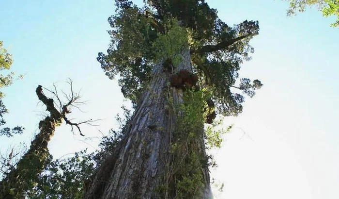 В чём секрет долголетия деревьев и почему животные так недолговечны?