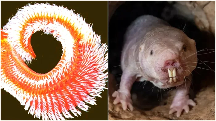 Существа-терминаторы: 7 животных, которым не страшен конец света