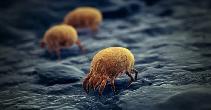 Почему ваша подушка опаснее улицы? Взгляд микробиологии на сон