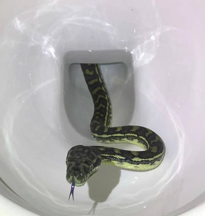 Змеи в канализации: могут ли они выбраться в ваш дом?