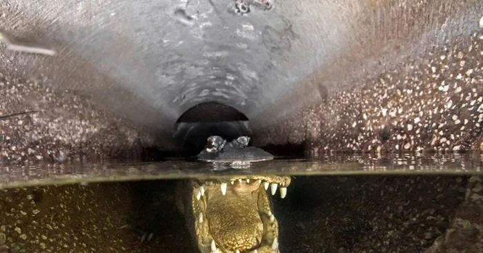 Змеи в канализации: могут ли они выбраться в ваш дом?