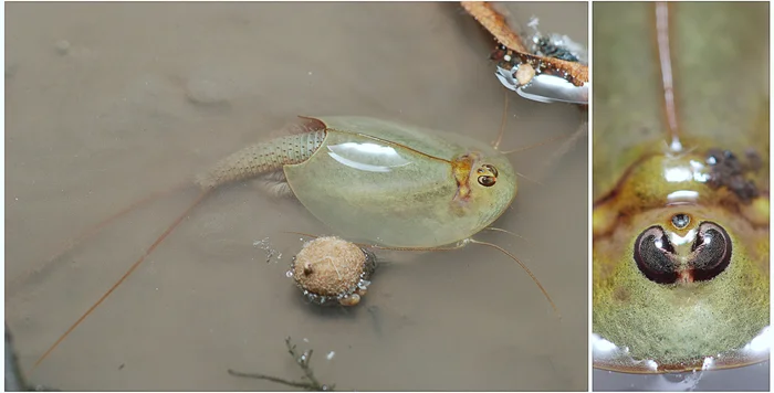 Микромир под ногами: какие существа живут в обычной луже?