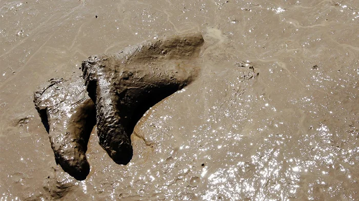 Микромир под ногами: какие существа живут в обычной луже?