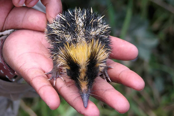 Полосатый тенрек – мадагаскарский «ёжик» с уникальными способностями