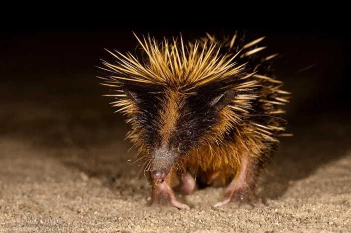 Полосатый тенрек – мадагаскарский «ёжик» с уникальными способностями