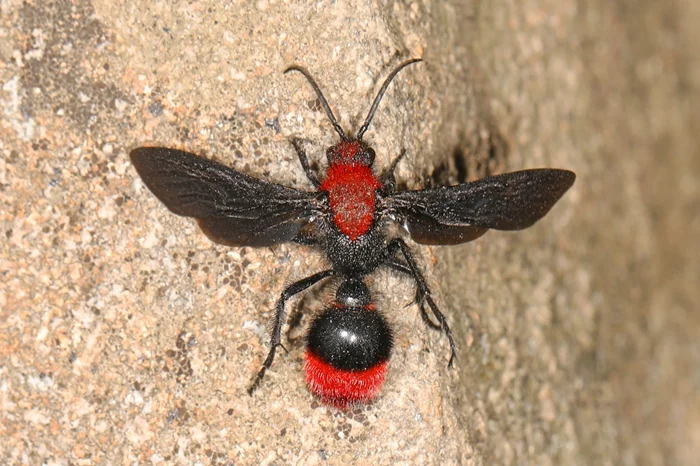 Яд красного бархатного муравья – смертельный коктейль из 24 белков