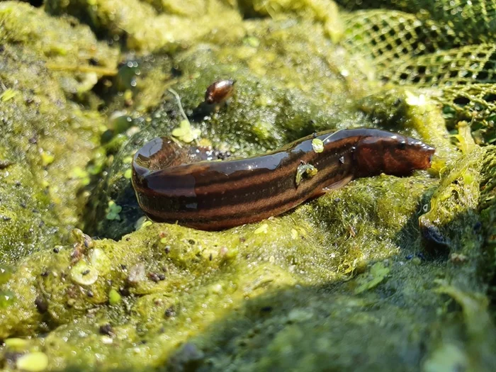 Вьюн – рыбный мастер выживания: даже высохшие лужи ему не помеха