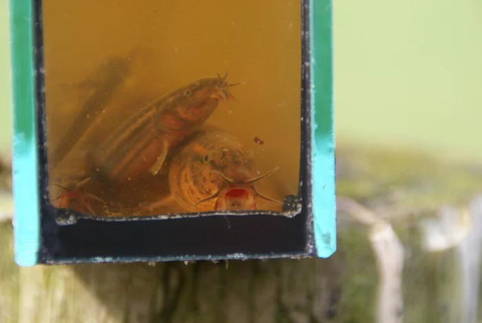 Вьюн – рыбный мастер выживания: даже высохшие лужи ему не помеха