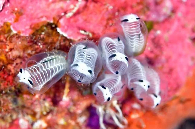 Жутковатые фильтраторы: почему асцидии-панды выглядят как останки рыб?