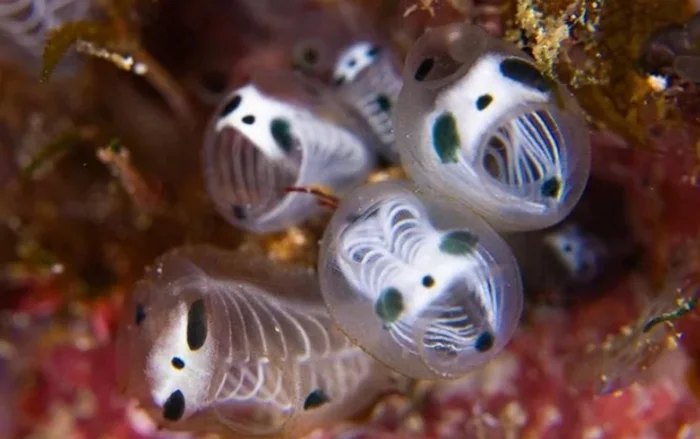 Жутковатые фильтраторы: почему асцидии-панды выглядят как останки рыб?
