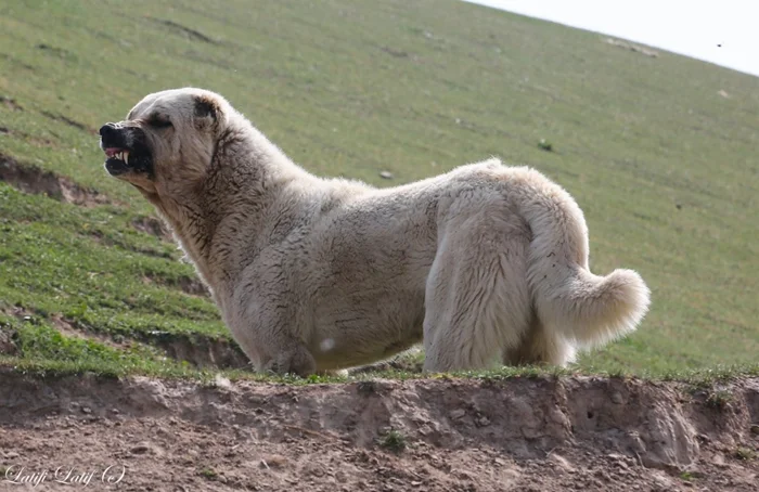 Кого нельзя заводить первым питомцем? Самые сложные породы собак