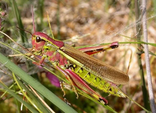 Почему некоторые кузнечики становятся розовыми? Загадка эволюции