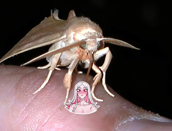 Мотылёк-вампир калиптра обосновался в России: кровь как топливо для любви