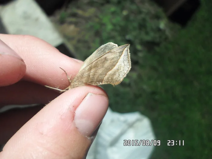 Мотылёк-вампир калиптра обосновался в России: кровь как топливо для любви