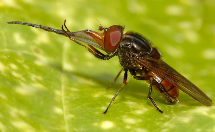 Рингия – насекомое с пугающим лицом, способное спасти мир без пчёл