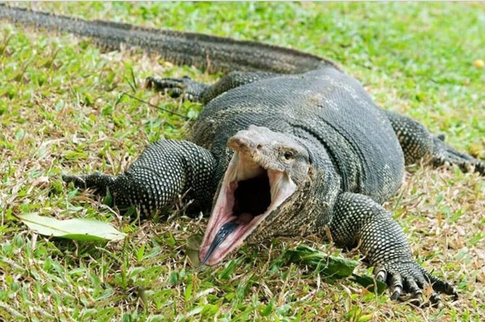 Сальватор: насколько опасен младший брат комодского варана?