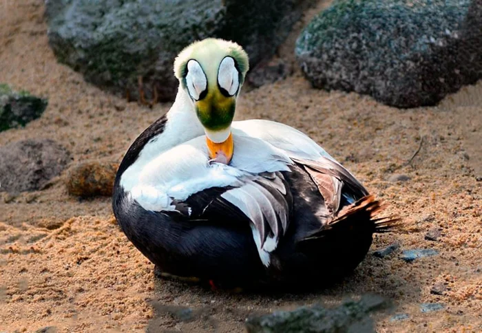 Очковая гага: редкая северная утка и её жизнь в Сибири