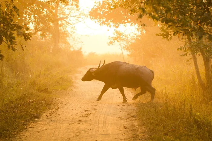 Арни: гигантские водяные буйволы, которых осталось всего 4000