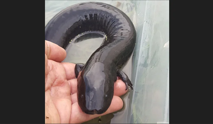 Большой сирен: гигантская амфибия с двумя лапами и "рыбьим" сердцем