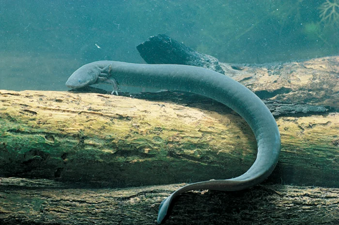 Большой сирен: гигантская амфибия с двумя лапами и "рыбьим" сердцем