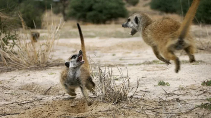 Школа выживания: как сурикаты с детства учатся бороться со змеями и скорпионами
