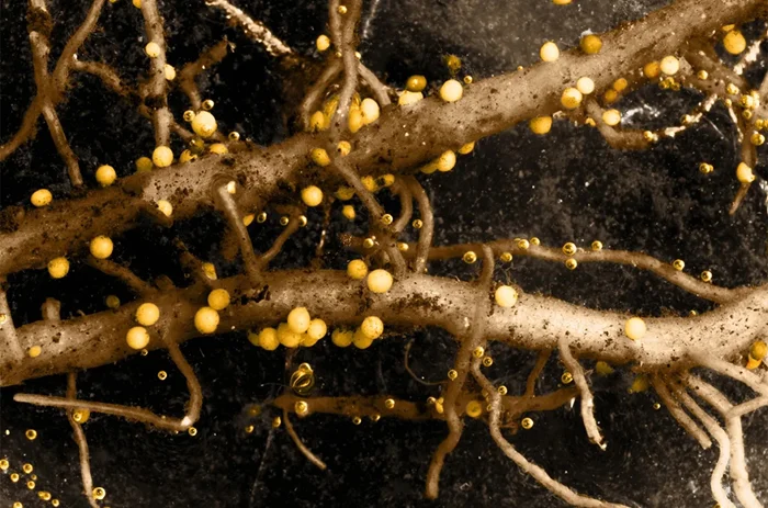 Опасный враг урожая: что делать, если вы нашли золотистую нематоду?