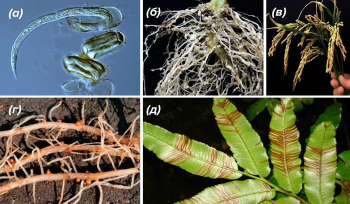 Опасный враг урожая: что делать, если вы нашли золотистую нематоду?