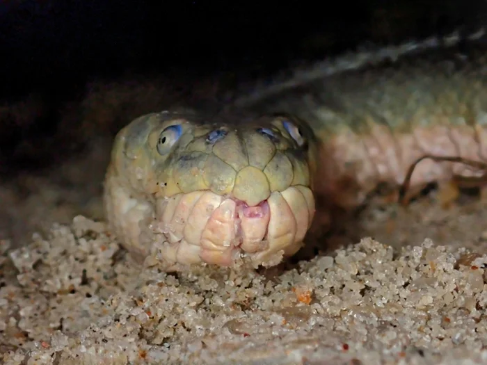 Опаснейший морской змей: носатая энгидрина и её ядовитые атаки