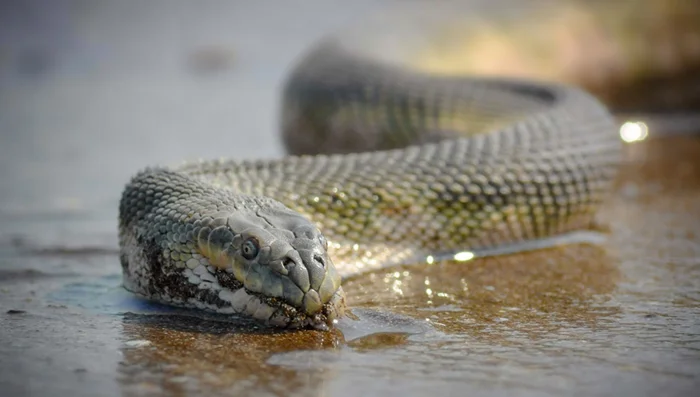 Опаснейший морской змей: носатая энгидрина и её ядовитые атаки