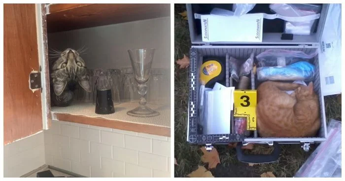 20 котов, которые выбрали самые неожиданные места для отдыха