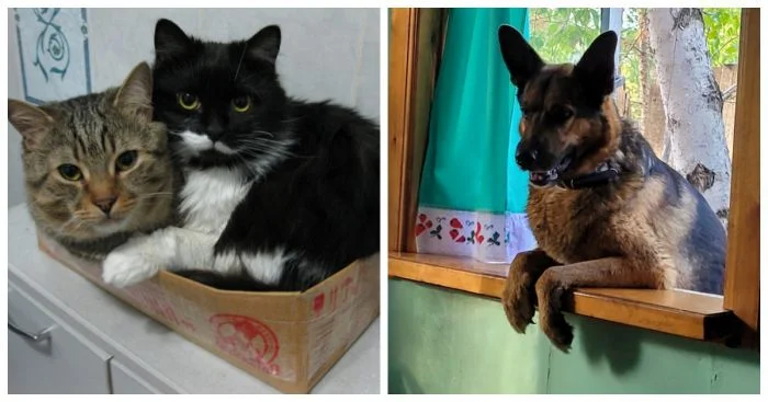 30+ животных, которые нашли свой дом и новую жизнь