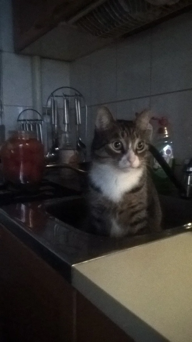 30+ животных, которые нашли свой дом и новую жизнь