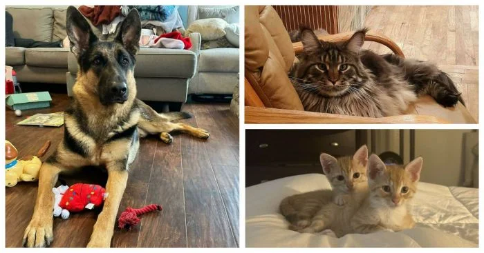 35 пушистых счастливчиков, которые обрели дом и любящих хозяев