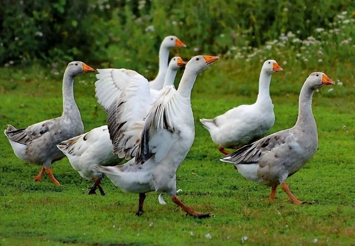 7 деревенских кошмаров детей 90-х: от крапивы до бешеных гусей